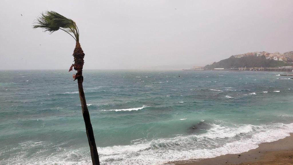 Palmera inclinada por el fuerte viento frente a un mar picado con oleaje en el litoral de Ceuta bajo un cielo nublado.